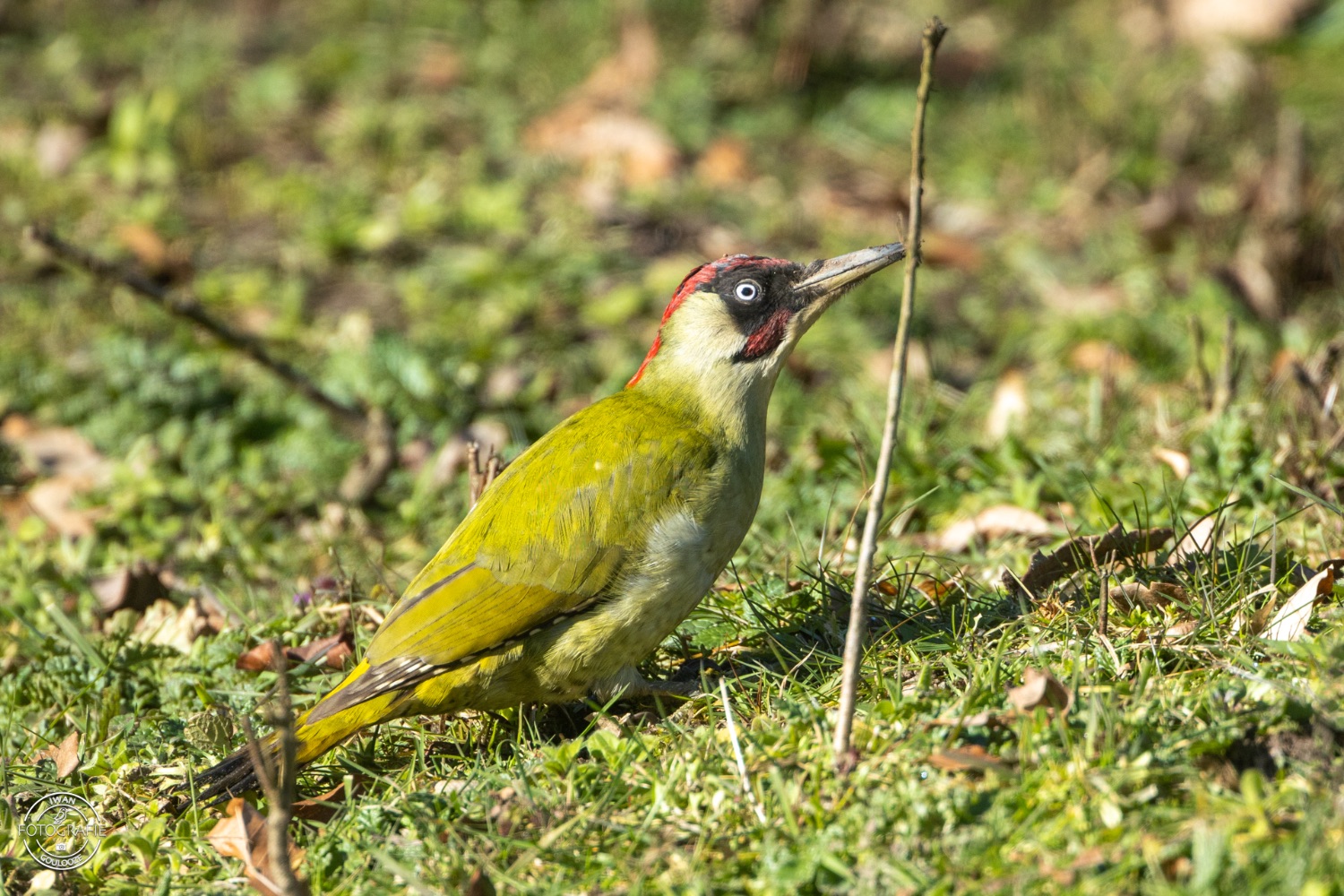 11 maart 2023 140829 1R2A0630